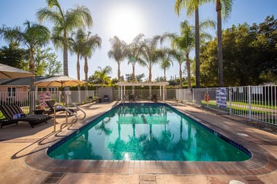 Outdoor swimming pool surrounded by palm trees
