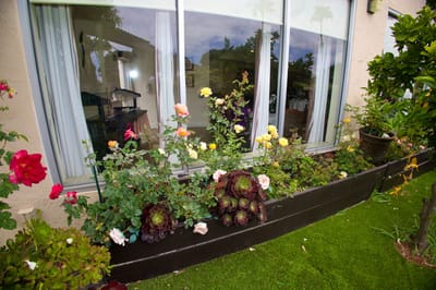 Beautiful outdoor garden with colorful flowers