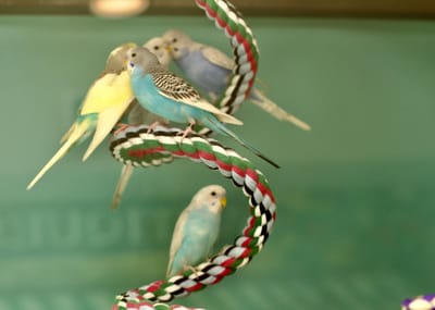 Colorful budgerigars on a decorative perch