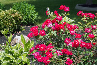 Vibrant flowers in a landscaped garden area