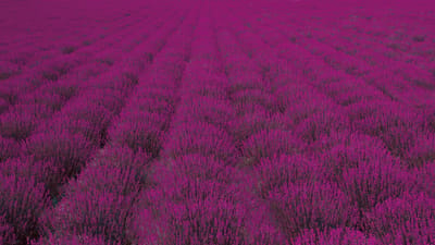 Vibrant field of lavender flowers