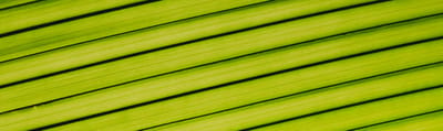 Close-up of a green leaf with striped patterns