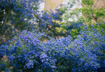 Vibrant blue flowers in a garden setting