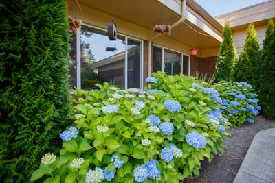 Colorful flowers in the outdoor space of a care facility