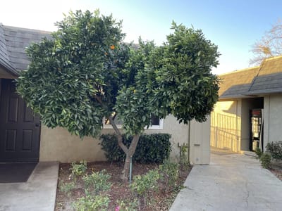 Outdoor area with an orange tree and pathway