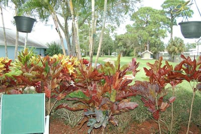 Colorful plants in an outdoor garden space