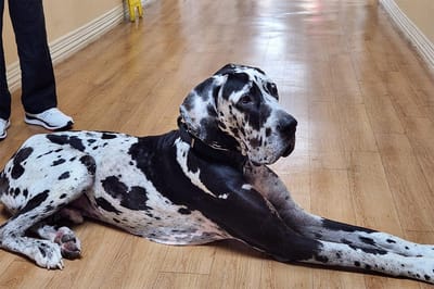 A Great Dane lying on the floor in a hallway