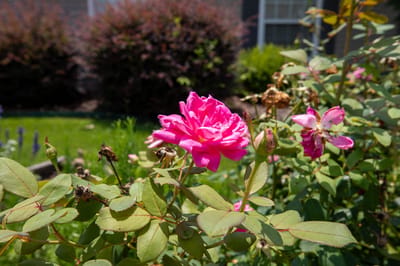 Close-up of a pink rose in a garden