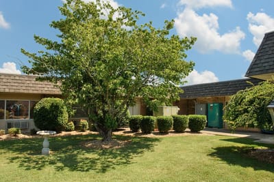 Outdoor space with tree and manicured shrubs