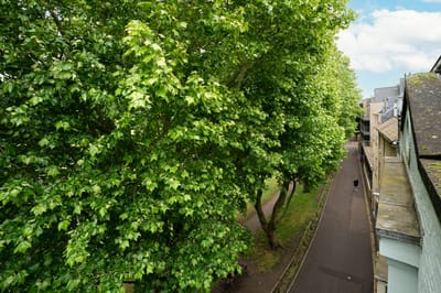 Aerial view of a walkway lined with trees