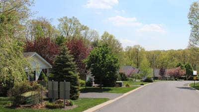 A tree-lined street with residential homes in a serene setting