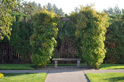 Arched greenery leading to a bench in a garden