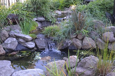 A tranquil outdoor water feature surrounded by greenery