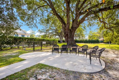 Outdoor seating area under a large tree