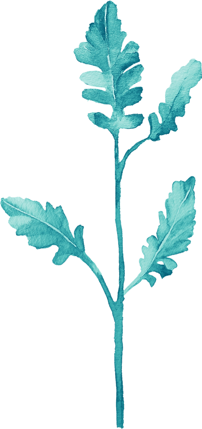 Watercolor illustration of a plant leaf