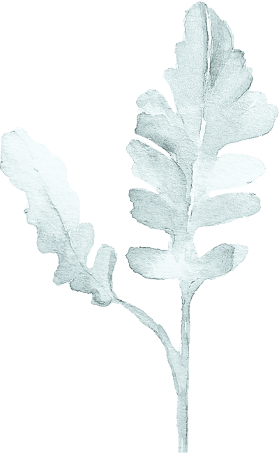 Decorative illustration of an oak leaf