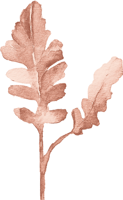 Decorative illustration of an oak leaf