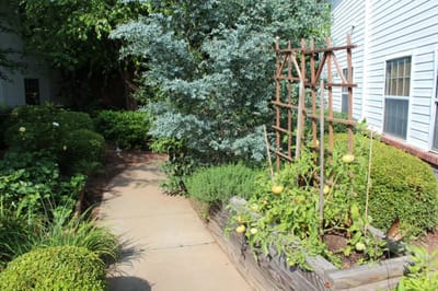 Pathway through a garden area with plants