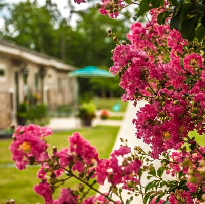 Vibrant pink flowers in a landscaped area near rooms