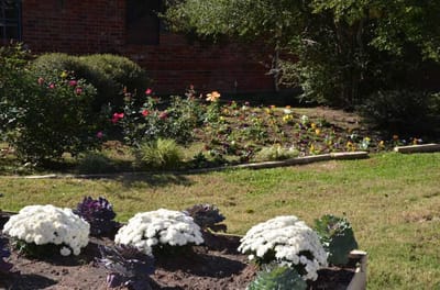 Well-maintained garden with colorful flowers
