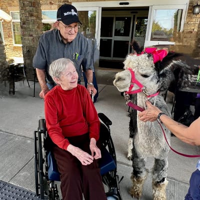 Resident interacting with an alpaca outside the facility
