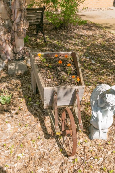 Wheelbarrow with flowers in a garden area