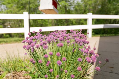 Blooming purple flowers in an outdoor space