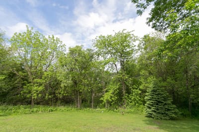 Lush green outdoor space with trees