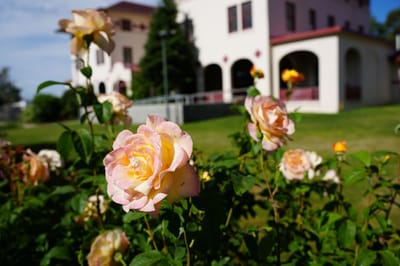 Blooming roses in front of the facility