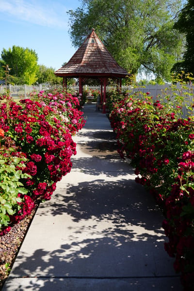 Pathway surrounded by blooming flowers and gazebo