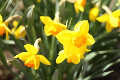 Bright yellow daffodils blooming in a garden