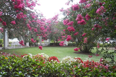 A beautiful outdoor garden with vibrant flowers