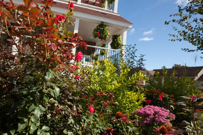 Vibrant flowers in a garden area near a building