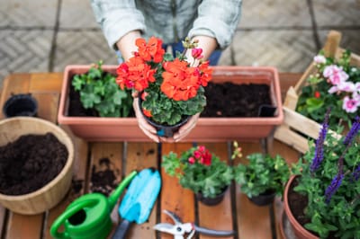 Resident planting flowers in a garden