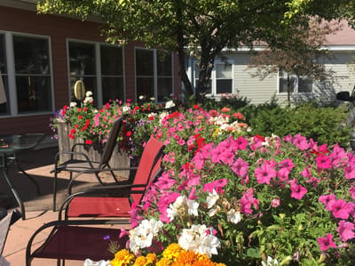 Colorful flowers in a sunny outdoor space