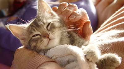 A resident holding a purring kitten in a warm setting