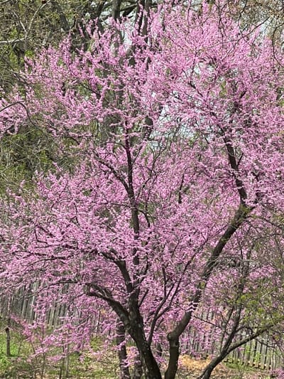 Blossoming pink tree in springtime setting