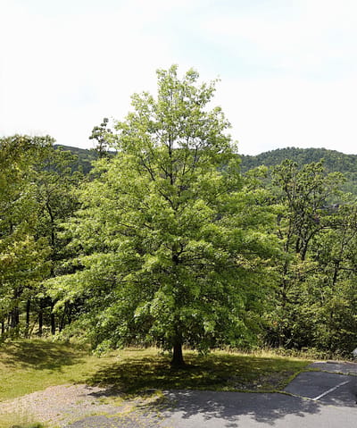A large tree in a natural setting