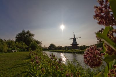 Windmill by a calm river with blooming flowers