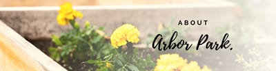 Close-up of yellow flowers in a garden bed