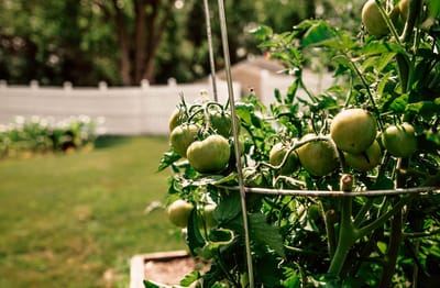 Green tomatoes growing in a garden