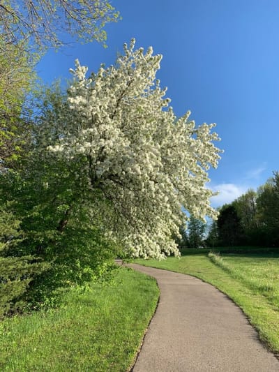 Pathway lined with flowering trees in a park