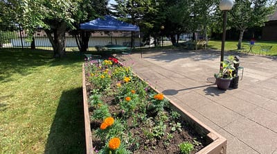 Vibrant flower garden in an outdoor space