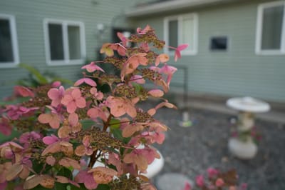Beautiful flowers in an outdoor garden space