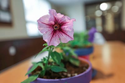 Close-up of a pink flower in a pot