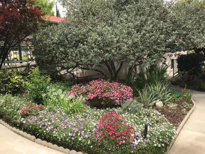 Beautiful flower garden at the facility