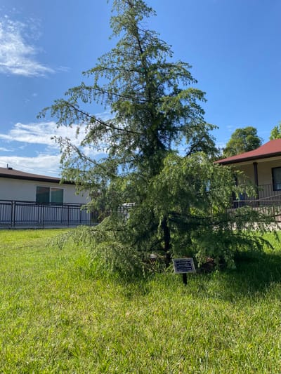 A tree in the facility's outdoor area