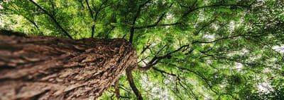 Looking up at a large green tree