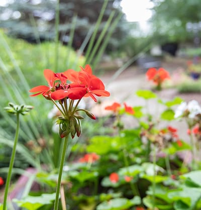 Close-up of vibrant red flowers in a garden