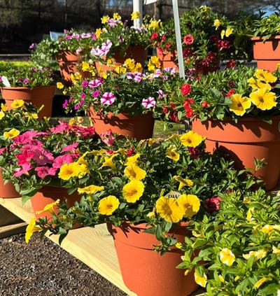 Colorful flower pots in an outdoor setting.